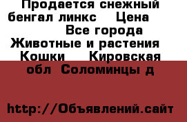 Продается снежный бенгал(линкс) › Цена ­ 25 000 - Все города Животные и растения » Кошки   . Кировская обл.,Соломинцы д.